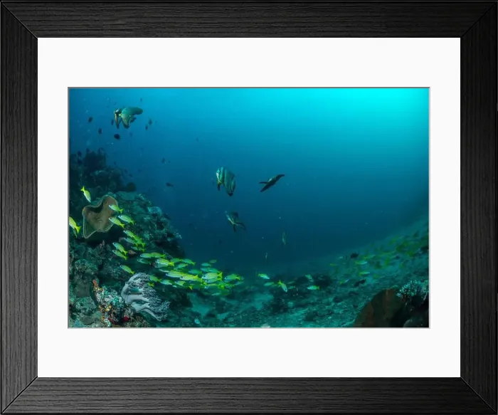 Framed Print : Reefscape - Bangka Island Framed Print : Reefscape - Bangka Island