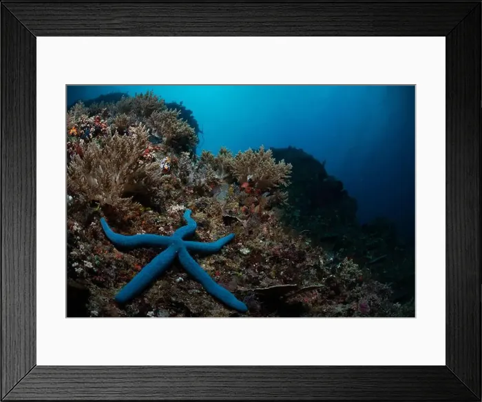 Framed Print : Reefscape - Bangka Island Framed Print : Reefscape - Bangka Island