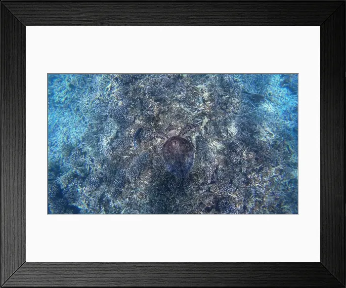 Framed Print : Photography of fish, turtle and corals in Oman near Muscat during spring sunny day Framed Print : Photography of fish, turtle and corals in Oman near Muscat during spring sunny day