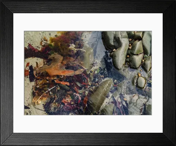 Framed Print : Rock pool on the beach at Ballywalter with seaweeds barnacles and limpets Framed Print : Rock pool on the beach at Ballywalter with seaweeds barnacles and limpets