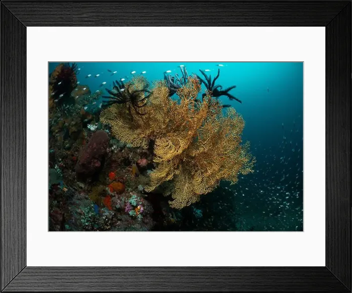 Framed Print : Reefscape - Bangka Island Framed Print : Reefscape - Bangka Island