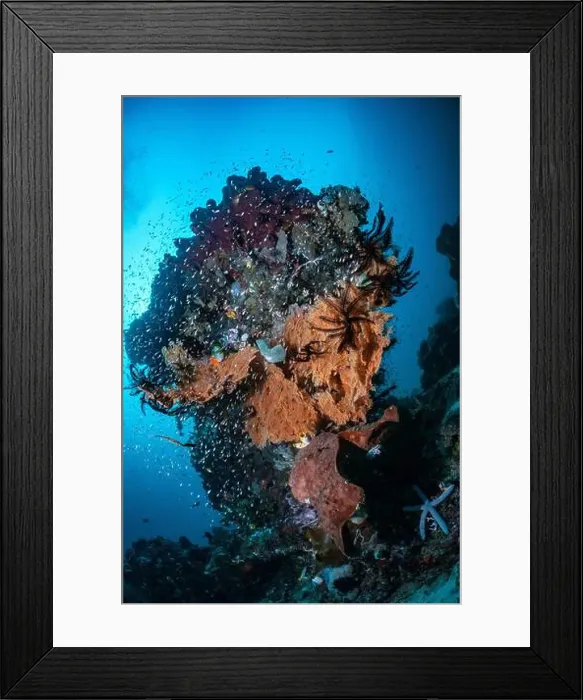 Framed Print : Reefscape - Bangka Island Framed Print : Reefscape - Bangka Island