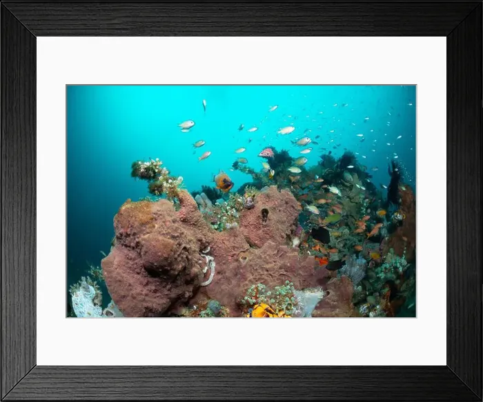Framed Print : Reefscape - Bangka Island Framed Print : Reefscape - Bangka Island