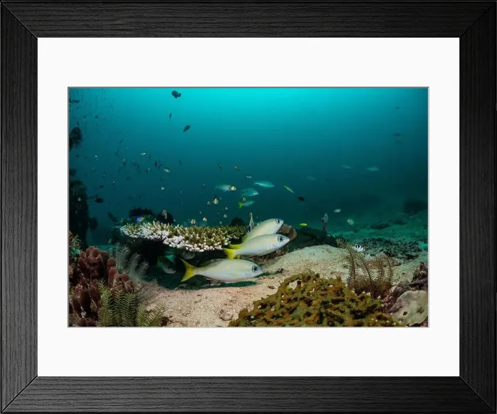 Framed Print : Reefscape - Bangka Island Framed Print : Reefscape - Bangka Island