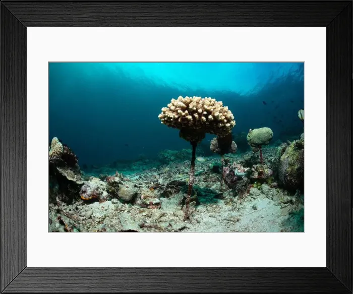 Framed Print : Reefscape - Bangka Island Framed Print : Reefscape - Bangka Island