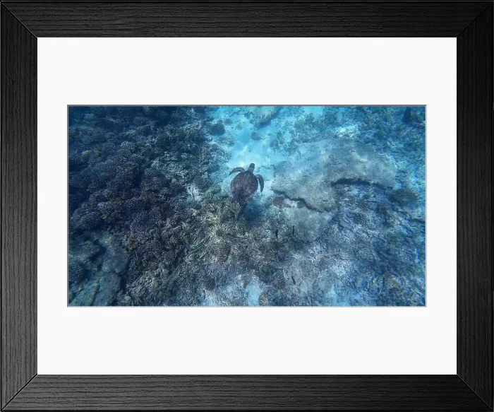 Framed Print : Photography of fish, turtle and corals in Oman near Muscat during spring sunny day Framed Print : Photography of fish, turtle and corals in Oman near Muscat during spring sunny day