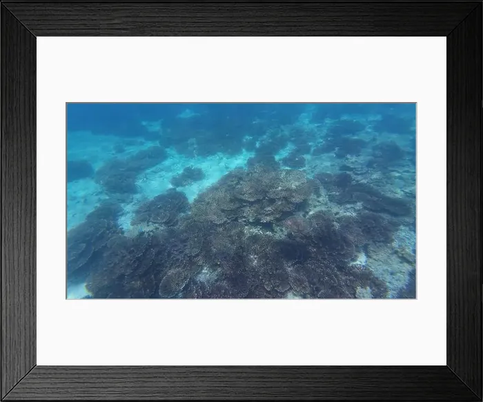 Framed Print : Photography of fish, turtle and corals in Oman near Muscat during spring sunny day Framed Print : Photography of fish, turtle and corals in Oman near Muscat during spring sunny day