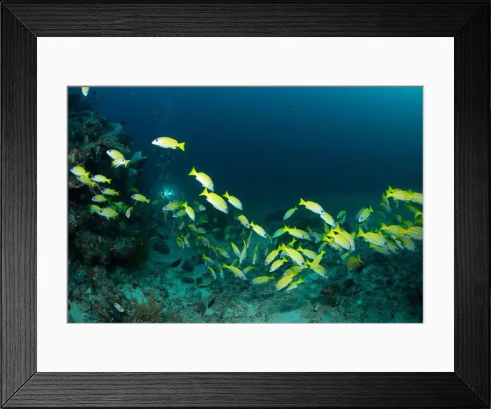 Framed Print : Reefscape - Bangka Island Framed Print : Reefscape - Bangka Island