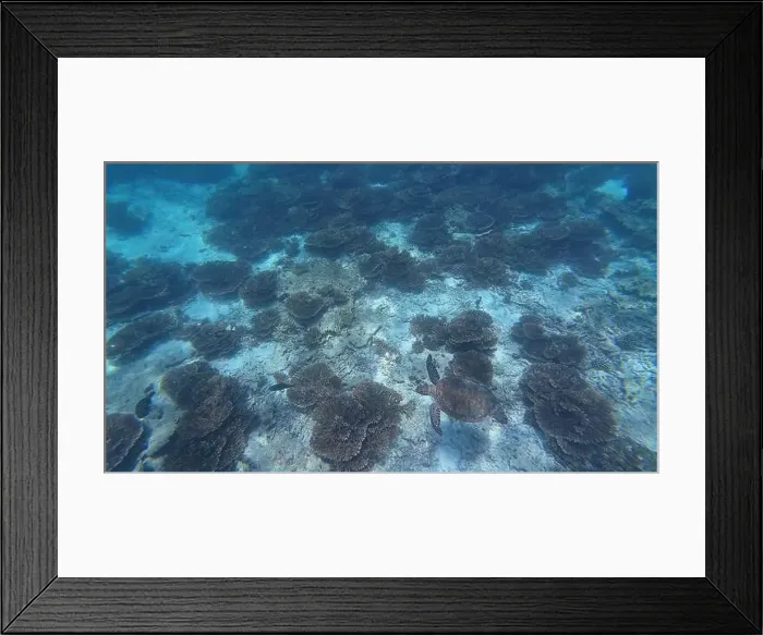 Framed Print : Photography of fish, turtle and corals in Oman near Muscat during spring sunny day Framed Print : Photography of fish, turtle and corals in Oman near Muscat during spring sunny day