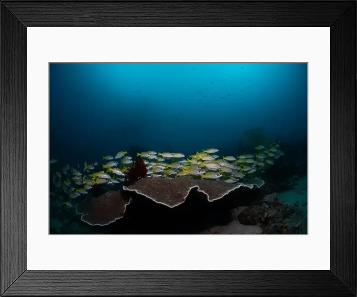 Framed Print : Reefscape - Bangka Island Framed Print : Reefscape - Bangka Island