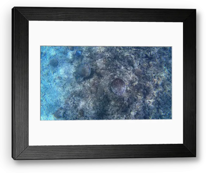 Framed Print : Photography of fish, turtle and corals in Oman near Muscat during spring sunny day Framed Print : Photography of fish, turtle and corals in Oman near Muscat during spring sunny day