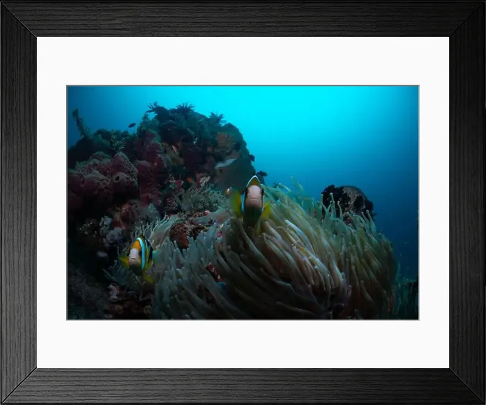 Framed Print : Reefscape - Bangka Island Framed Print : Reefscape - Bangka Island