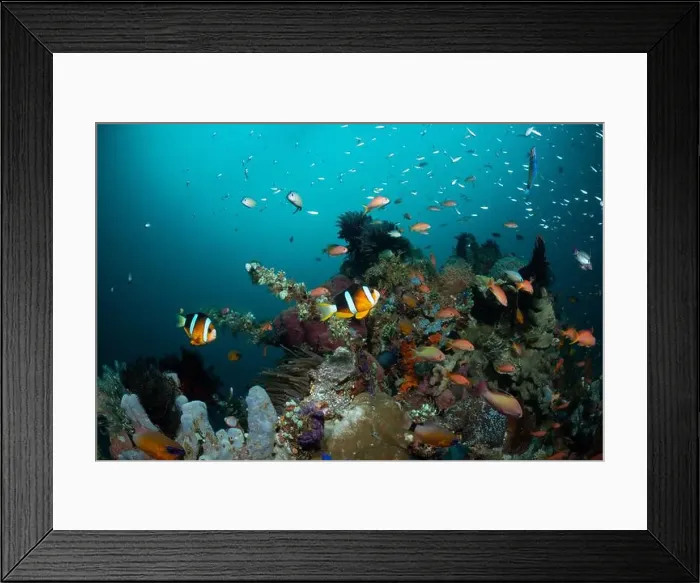Framed Print : Reefscape - Bangka Island Framed Print : Reefscape - Bangka Island