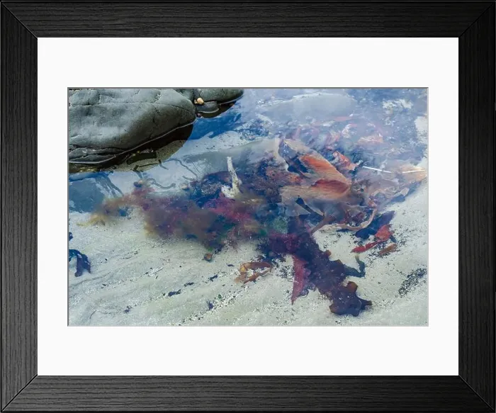 Framed Print : Rock pool on the beach at Ballywalter with seaweeds barnacles and limpets Framed Print : Rock pool on the beach at Ballywalter with seaweeds barnacles and limpets