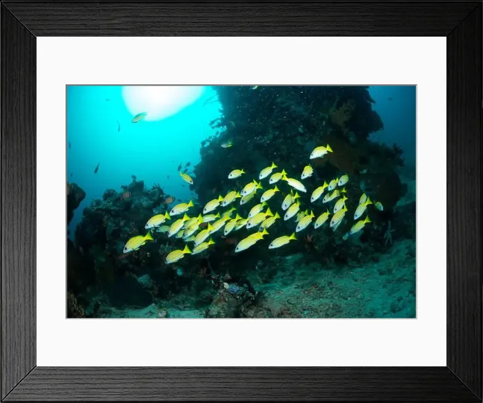 Framed Print : Reefscape - Bangka Island Framed Print : Reefscape - Bangka Island