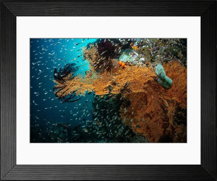 Framed Print : Reefscape - Bangka Island Framed Print : Reefscape - Bangka Island