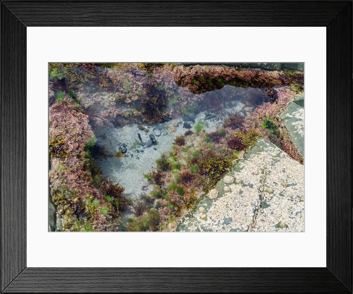Framed Print : Rock pool on the beach at Ballywalter with seaweeds barnacles and limpets Framed Print : Rock pool on the beach at Ballywalter with seaweeds barnacles and limpets