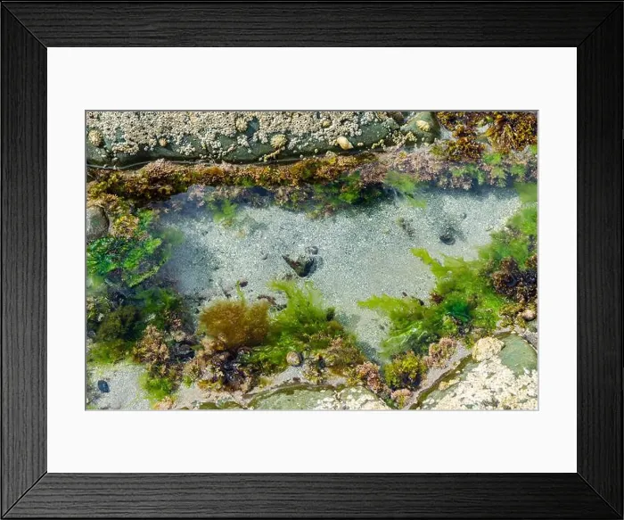 Framed Print : Rock pool on the beach at Ballywalter with seaweeds barnacles and limpets Framed Print : Rock pool on the beach at Ballywalter with seaweeds barnacles and limpets