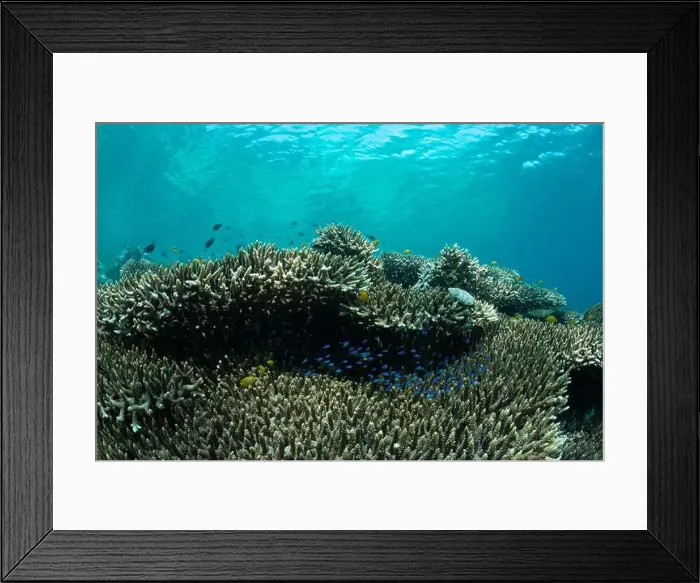 Framed Print : Reefscape - Bangka Island Framed Print : Reefscape - Bangka Island