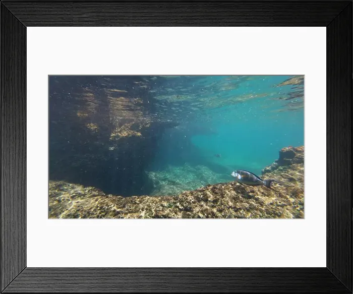 Framed Print : Photography of fish and corals in Oman near Muscat during spring sunny day Framed Print : Photography of fish and corals in Oman near Muscat during spring sunny day