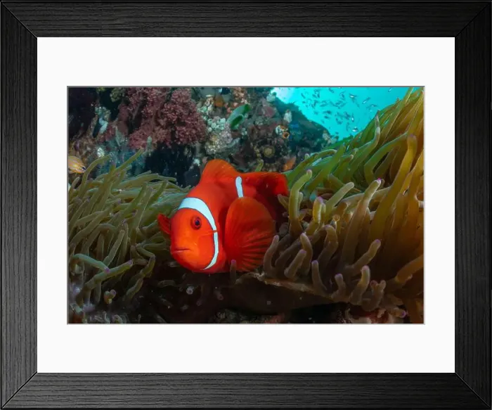 Framed Print : Reefscape - Bangka Island Framed Print : Reefscape - Bangka Island