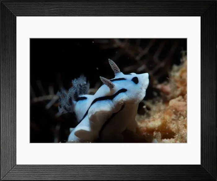 Framed Print : Macro life - Bangka Island
