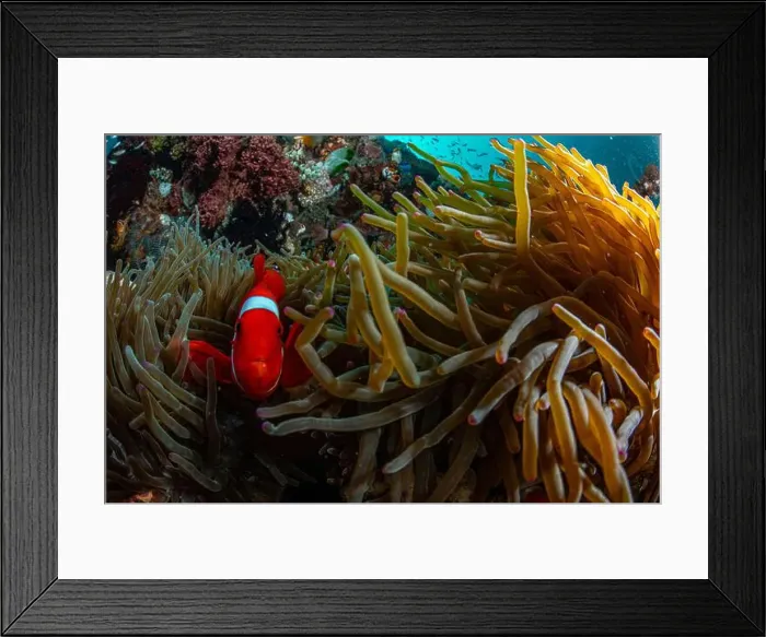 Framed Print : Reefscape - Bangka Island Framed Print : Reefscape - Bangka Island