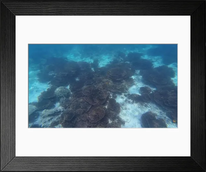 Framed Print : Photography of fish and corals in Oman near Muscat during spring sunny day Framed Print : Photography of fish and corals in Oman near Muscat during spring sunny day