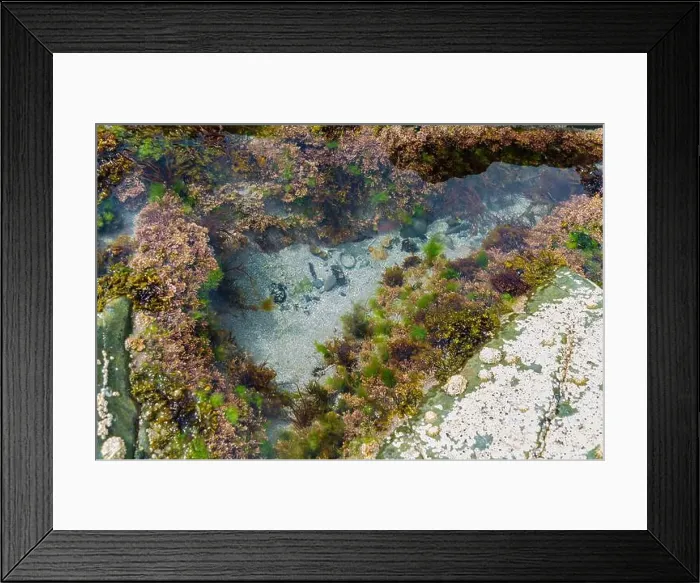 Framed Print : Rock pool on the beach at Ballywalter with seaweeds barnacles and limpets