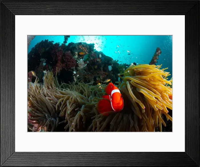 Framed Print : Reefscape - Bangka Island Framed Print : Reefscape - Bangka Island