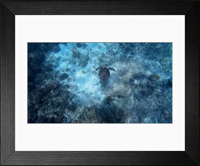 Framed Print : Photography of fish, turtle and corals in Oman near Muscat during spring sunny day Framed Print : Photography of fish, turtle and corals in Oman near Muscat during spring sunny day
