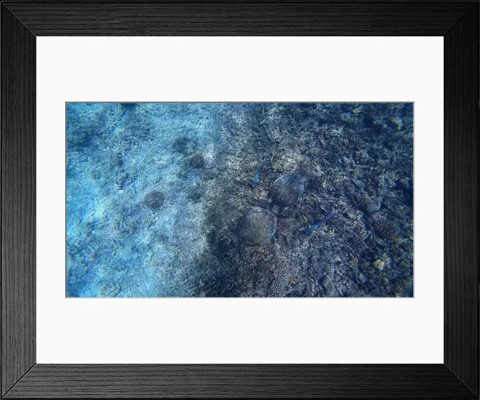 Framed Print : Photography of fish, turtle and corals in Oman near Muscat during spring sunny day Framed Print : Photography of fish, turtle and corals in Oman near Muscat during spring sunny day