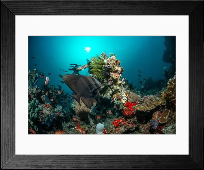 Framed Print : Reefscape - Bangka Island Framed Print : Reefscape - Bangka Island