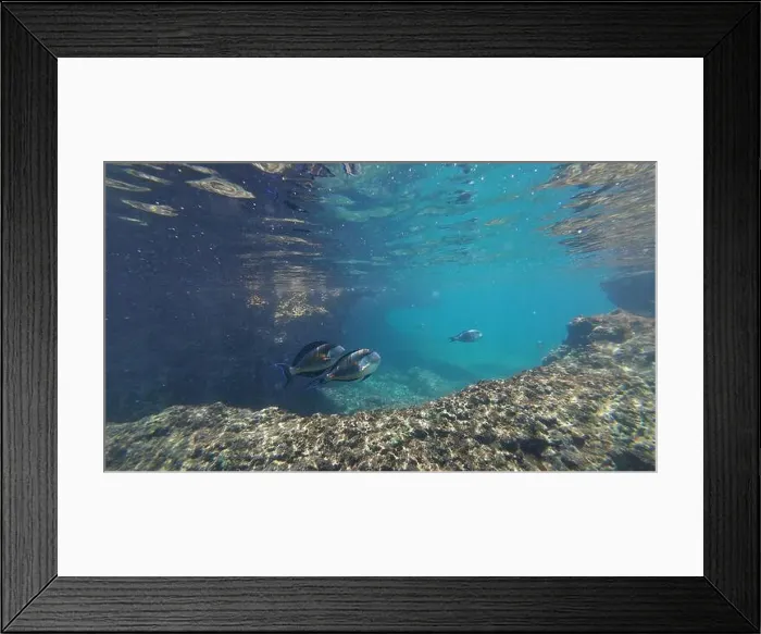 Framed Print : Photography of fish and corals in Oman near Muscat during spring sunny day Framed Print : Photography of fish and corals in Oman near Muscat during spring sunny day