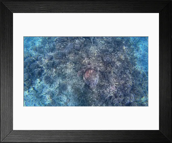 Framed Print : Photography of fish, turtle and corals in Oman near Muscat during spring sunny day Framed Print : Photography of fish, turtle and corals in Oman near Muscat during spring sunny day