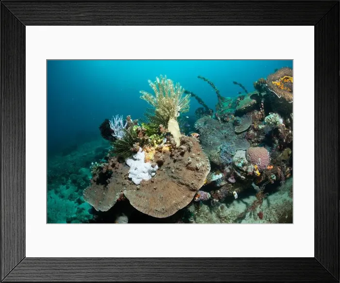 Framed Print : Reefscape - Bangka Island Framed Print : Reefscape - Bangka Island
