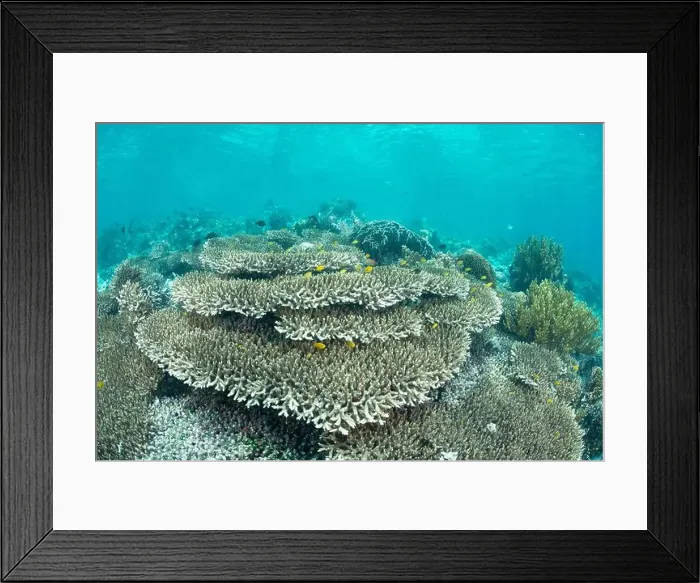 Framed Print : Reefscape - Bangka Island Framed Print : Reefscape - Bangka Island