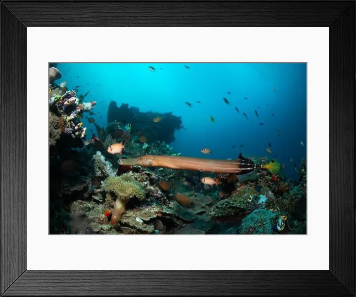 Framed Print : Reefscape - Bangka Island Framed Print : Reefscape - Bangka Island