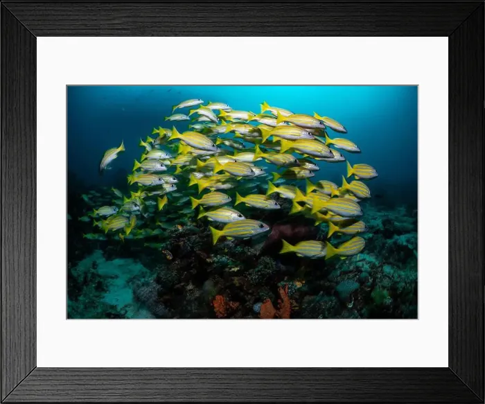 Framed Print : Reefscape - Bangka Island Framed Print : Reefscape - Bangka Island