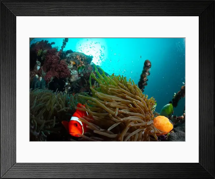 Framed Print : Reefscape - Bangka Island Framed Print : Reefscape - Bangka Island