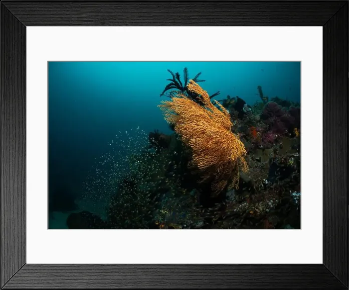 Framed Print : Reefscape - Bangka Island Framed Print : Reefscape - Bangka Island
