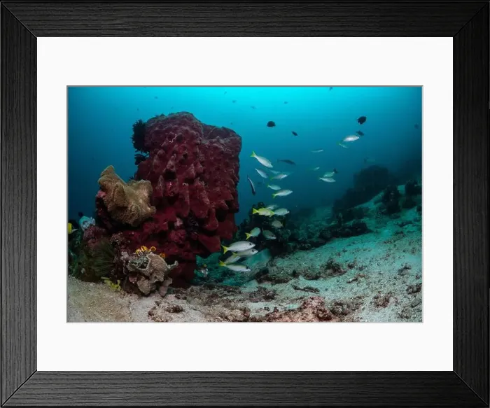 Framed Print : Reefscape - Bangka Island Framed Print : Reefscape - Bangka Island