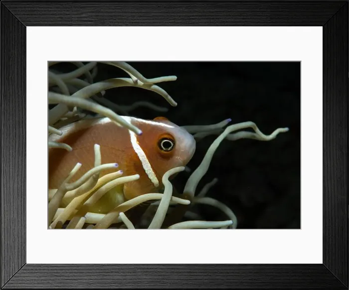 Framed Print : Macro life - Bangka Island Framed Print : Macro life - Bangka Island