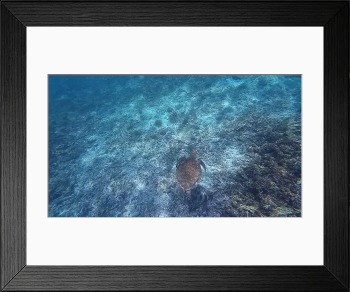 Framed Print : Photography of fish, turtle and corals in Oman near Muscat during spring sunny day Framed Print : Photography of fish, turtle and corals in Oman near Muscat during spring sunny day