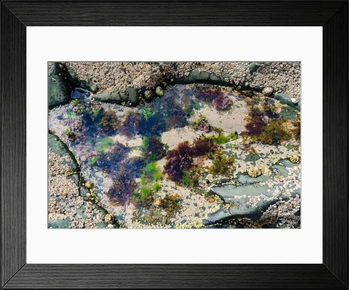 Framed Print : Rock pool on the beach at Ballywalter with seaweeds barnacles and limpets Framed Print : Rock pool on the beach at Ballywalter with seaweeds barnacles and limpets