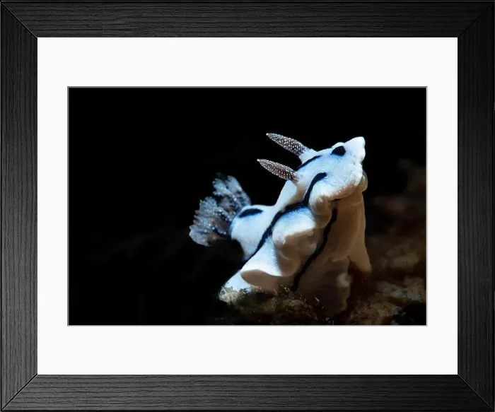 Framed Print : Macro life - Bangka Island Framed Print : Macro life - Bangka Island