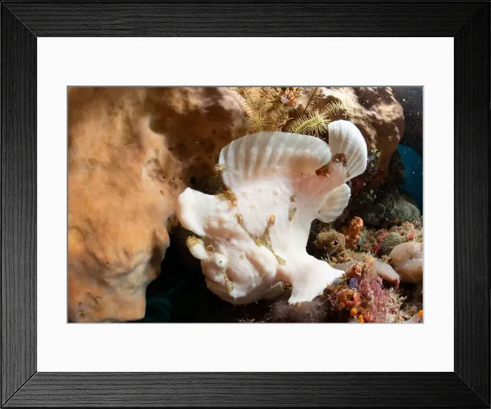 Framed Print : Reefscape - Bangka Island Framed Print : Reefscape - Bangka Island