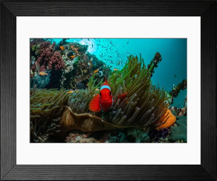 Framed Print : Reefscape - Bangka Island Framed Print : Reefscape - Bangka Island