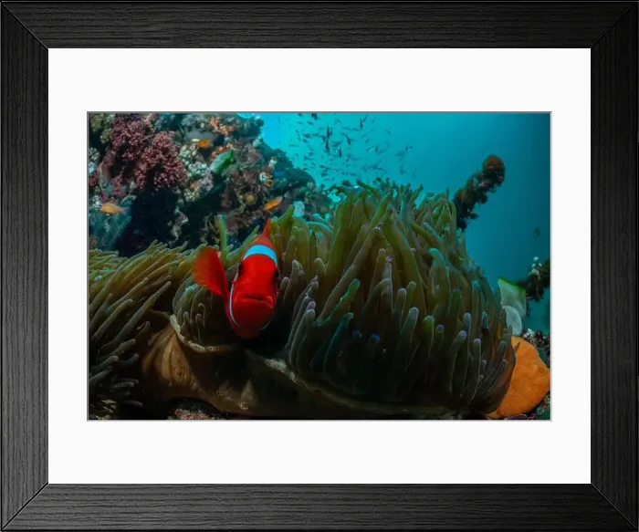 Framed Print : Reefscape - Bangka Island Framed Print : Reefscape - Bangka Island