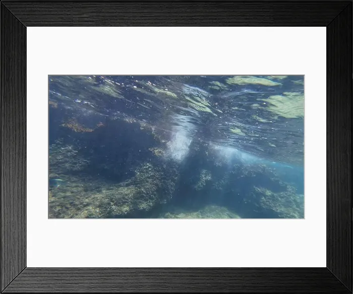 Framed Print : Photography of fish and corals in Oman near Muscat during spring sunny day Framed Print : Photography of fish and corals in Oman near Muscat during spring sunny day